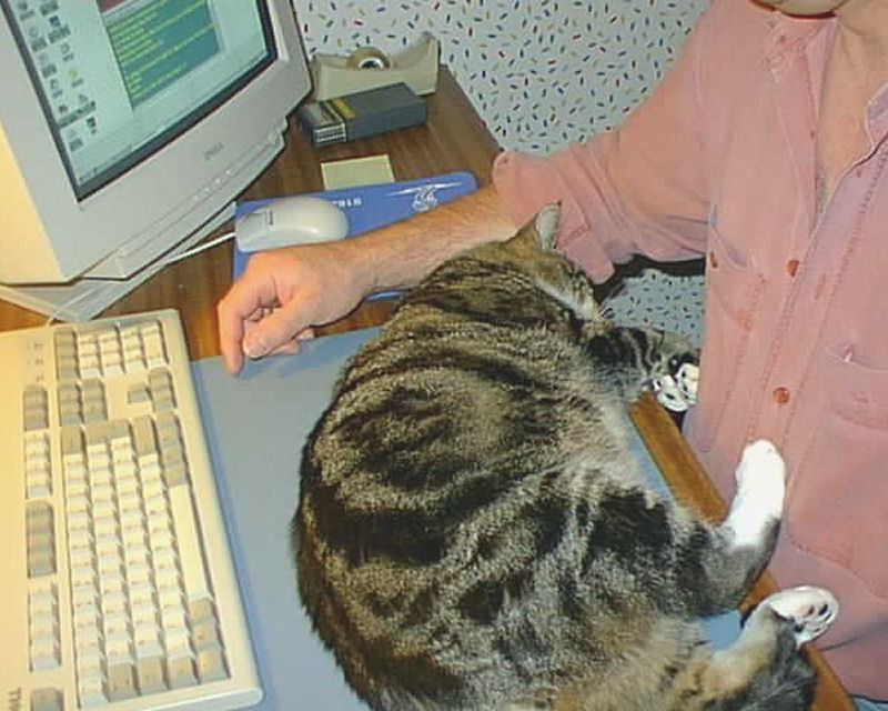 How Much Do Cats Understand?