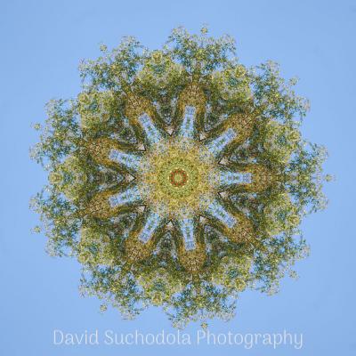 Mandala06 Mandala06
