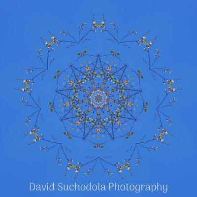 Mandala07 Mandala07
