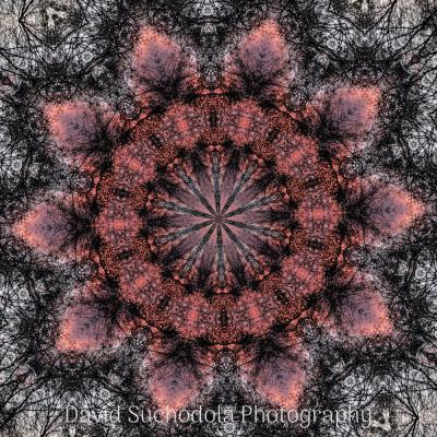 Mandala08 Mandala08